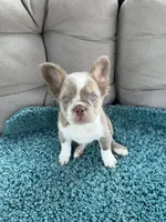 Caesar - Fluffy Husky Newshade Isabella , a male French Bulldog for sale in New Baltimore, MI – 2 of 6