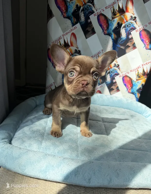 Rojo and tan male – French Bulldog puppy for sale in New Baltimore, MI