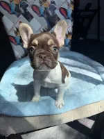 Rojo tan pied male, a male French Bulldog for sale in New Baltimore, MI – 5 of 8