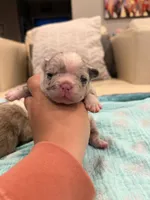 Augustus - Husky Blue Merle, a male French Bulldog for sale in New Baltimore, MI – 1 of 3