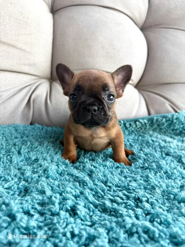 Hermione  – French Bulldog puppy for sale in New Baltimore, MI