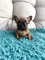 Hermione , a female French Bulldog for sale in New Baltimore, MI – 2 of 5