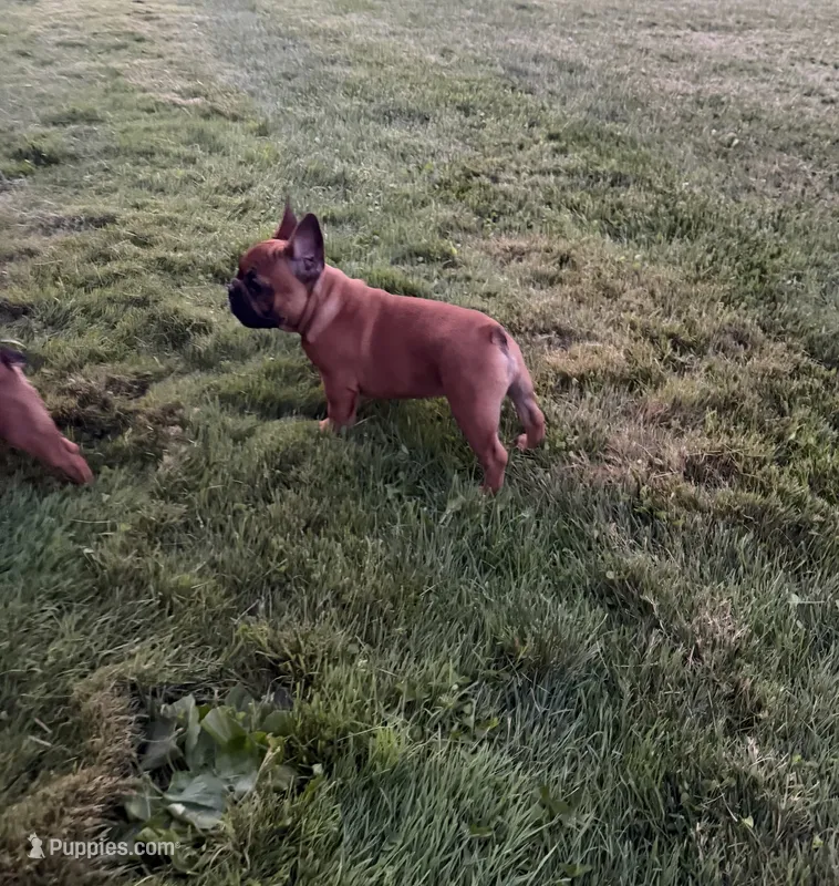 George – French Bulldog puppy for sale in New Baltimore, MI