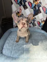 Isabella Tan Merle male, a male French Bulldog for sale in New Baltimore, MI – 4 of 7