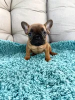 Hermione , a female French Bulldog for sale in New Baltimore, MI – 5 of 5