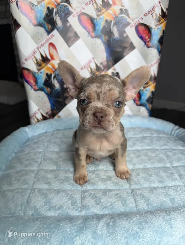 Isabella Tan Merle male – French Bulldog puppy for sale in New Baltimore, MI