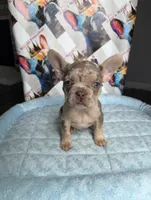 Isabella Tan Merle male, a male French Bulldog for sale in New Baltimore, MI – 1 of 5