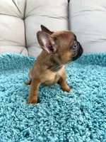 Hermione , a female French Bulldog for sale in New Baltimore, MI – 4 of 5