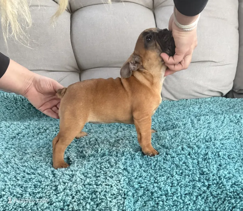 Ginny – French Bulldog puppy for sale in New Baltimore, MI