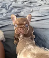 Rojo tan male, a male French Bulldog for sale in New Baltimore, MI – 6 of 8