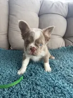 Caesar - Fluffy Husky Newshade Isabella , a male French Bulldog for sale in New Baltimore, MI – 8 of 8