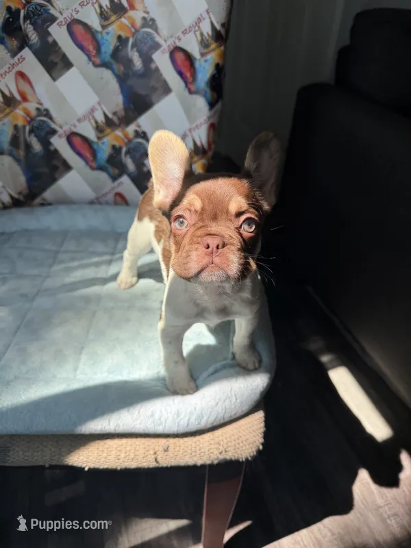 Rojo tan pied male – French Bulldog puppy for sale in New Baltimore, MI