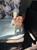 Rojo tan pied male, a male French Bulldog for sale in New Baltimore, MI – 3 of 8