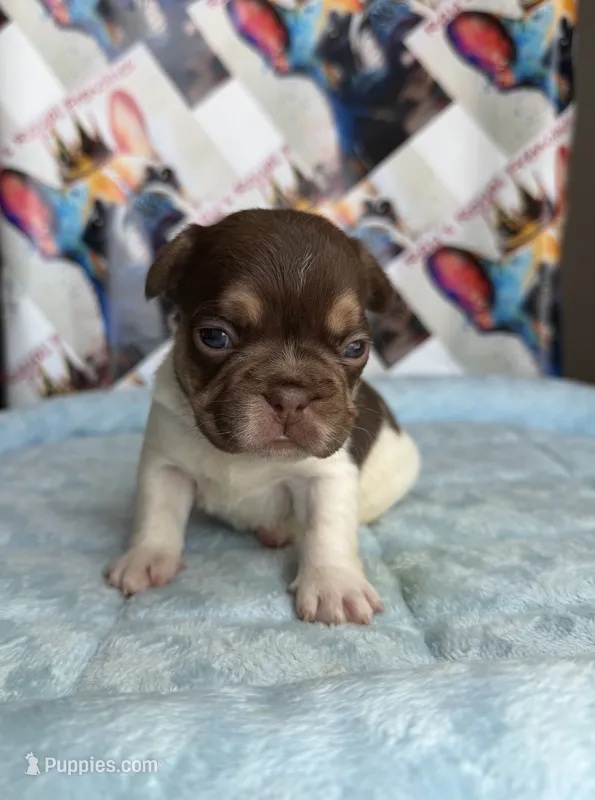 Rojo tan pied male – French Bulldog puppy for sale in New Baltimore, MI