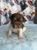 Rojo tan pied male, a male French Bulldog for sale in New Baltimore, MI – 1 of 2