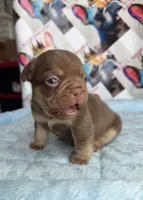 Rojo and tan male, a male French Bulldog for sale in New Baltimore, MI – 2 of 3