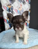 Rojo tan pied fluffy female, a female French Bulldog for sale in New Baltimore, MI – 4 of 5