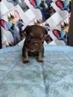 Rojo tan male, a male French Bulldog for sale in New Baltimore, MI – 2 of 2