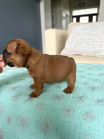 Fred, a male French Bulldog for sale in New Baltimore, MI – 2 of 5