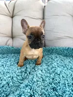 Ginny, a female French Bulldog for sale in New Baltimore, MI – 2 of 3