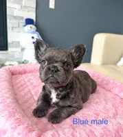 Kringle - Blue fluffy, a male French Bulldog for sale in New Baltimore, MI – Photo 2 of 10