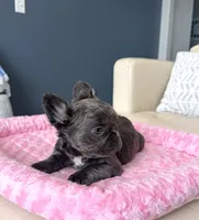 Kringle - Blue fluffy, a male French Bulldog for sale in New Baltimore, MI – Photo 5 of 10