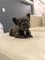 Kringle - Blue fluffy, a male French Bulldog for sale in New Baltimore, MI – Photo 6 of 10