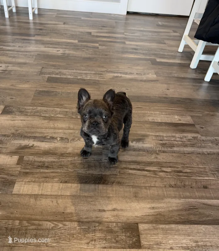 Kringle - Blue fluffy