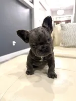 Kringle - Blue fluffy, a male French Bulldog for sale in New Baltimore, MI – Photo 7 of 10