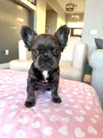 Kringle - Blue fluffy, a male French Bulldog for sale in New Baltimore, MI – Photo 1 of 10