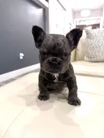 Kringle - Blue fluffy, a male French Bulldog for sale in New Baltimore, MI – Photo 9 of 10