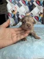 Isabella Tan Merle male, a male French Bulldog for sale in New Baltimore, MI – 2 of 2