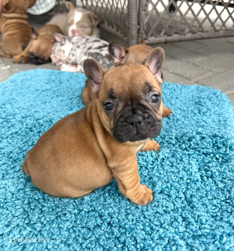 Ginny – French Bulldog puppy for sale in New Baltimore, MI