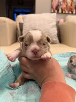 Caesar - Fluffy Husky Newshade Isabella , a male French Bulldog for sale in New Baltimore, MI – 1 of 3