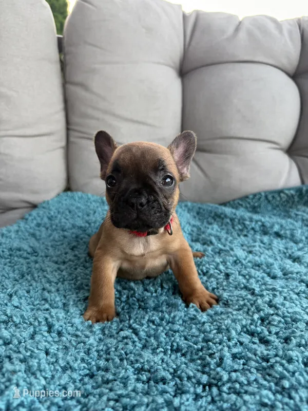 Ginny – French Bulldog puppy for sale in New Baltimore, MI