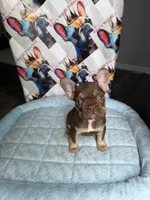 Rojo tan male, a male French Bulldog for sale in New Baltimore, MI – 4 of 8