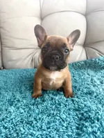 George, a male French Bulldog for sale in New Baltimore, MI – 4 of 4