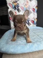 Rojo and tan male, a male French Bulldog for sale in New Baltimore, MI – 3 of 3