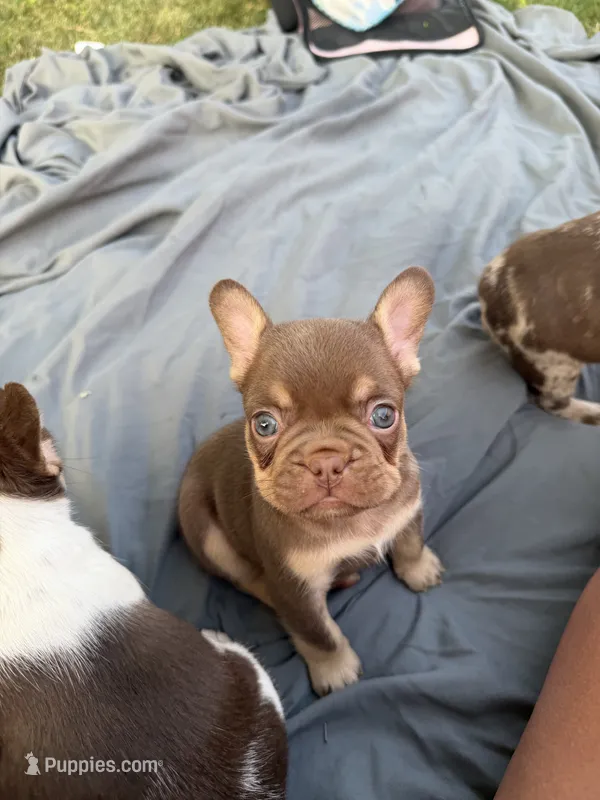 Rojo and tan male – French Bulldog puppy for sale in New Baltimore, MI