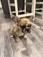 Prince, a male French Bulldog for sale in New Baltimore, MI – 3 of 3