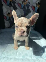 Isabella Tan Merle male, a male French Bulldog for sale in New Baltimore, MI – 5 of 7