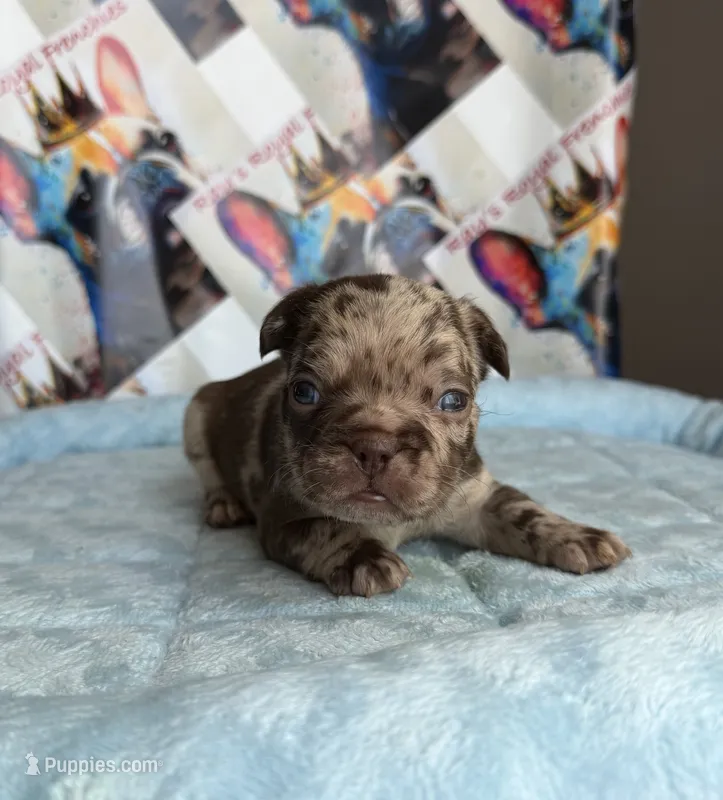 Rojo Merle male – French Bulldog puppy for sale in New Baltimore, MI