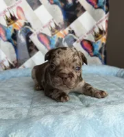 Rojo Merle male, a male French Bulldog for sale in New Baltimore, MI – 1 of 1