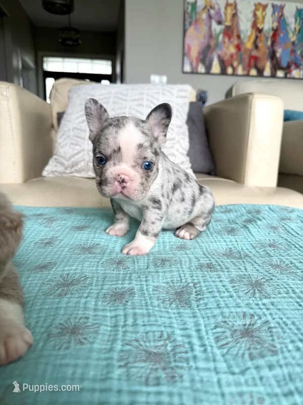Augustus - Husky Blue Merle – French Bulldog puppy for sale in New Baltimore, MI