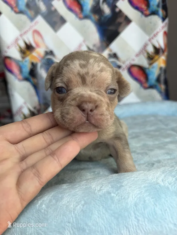 Isabella Tan Merle male – French Bulldog puppy for sale in New Baltimore, MI