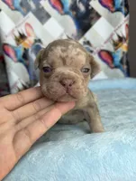 Isabella Tan Merle male, a male French Bulldog for sale in New Baltimore, MI – 1 of 2