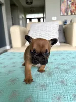 George, a male French Bulldog for sale in New Baltimore, MI – 2 of 5