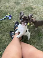 Rojo tan pied fluffy female, a female French Bulldog for sale in New Baltimore, MI – 2 of 5