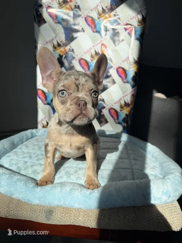 Isabella Tan Merle male – French Bulldog puppy for sale in New Baltimore, MI