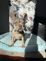 Isabella Tan Merle male, a male French Bulldog for sale in New Baltimore, MI – 1 of 7